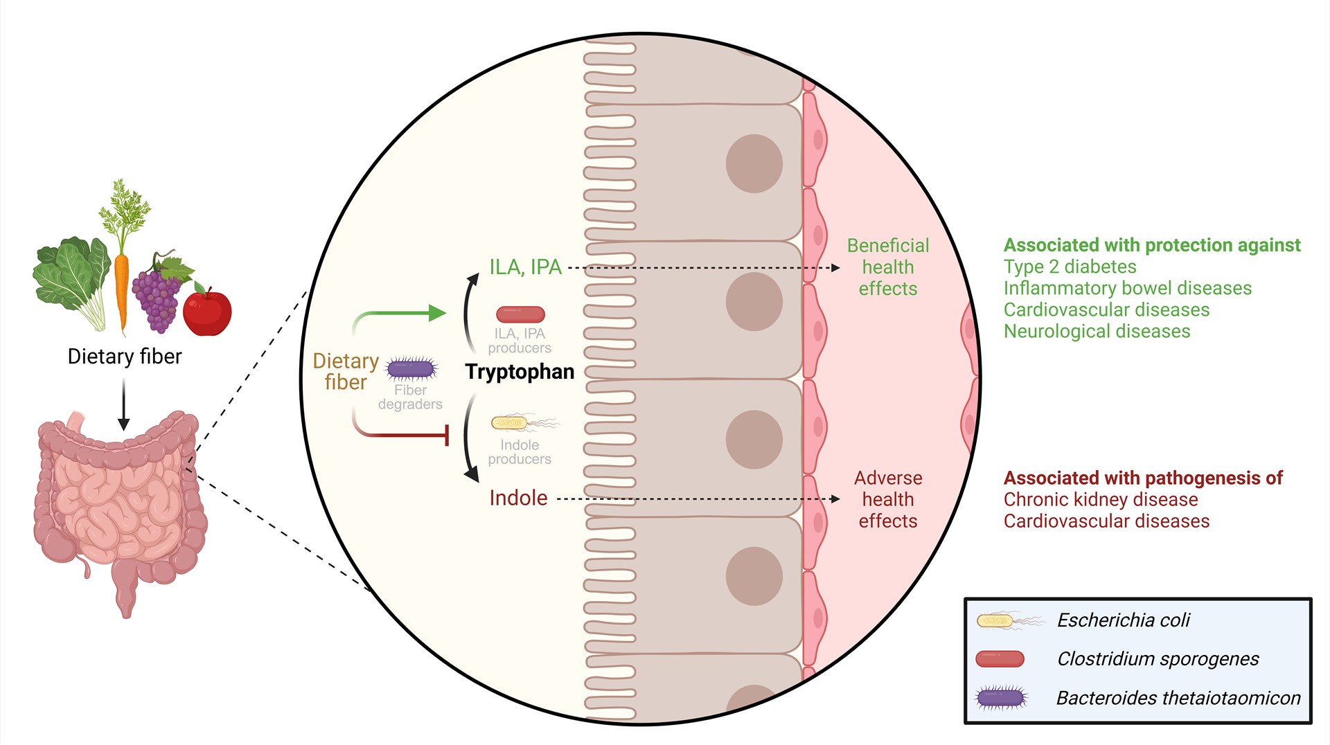 Figur der beskriver hvordan aminosyren tryptofan omdannes i tyktarmen