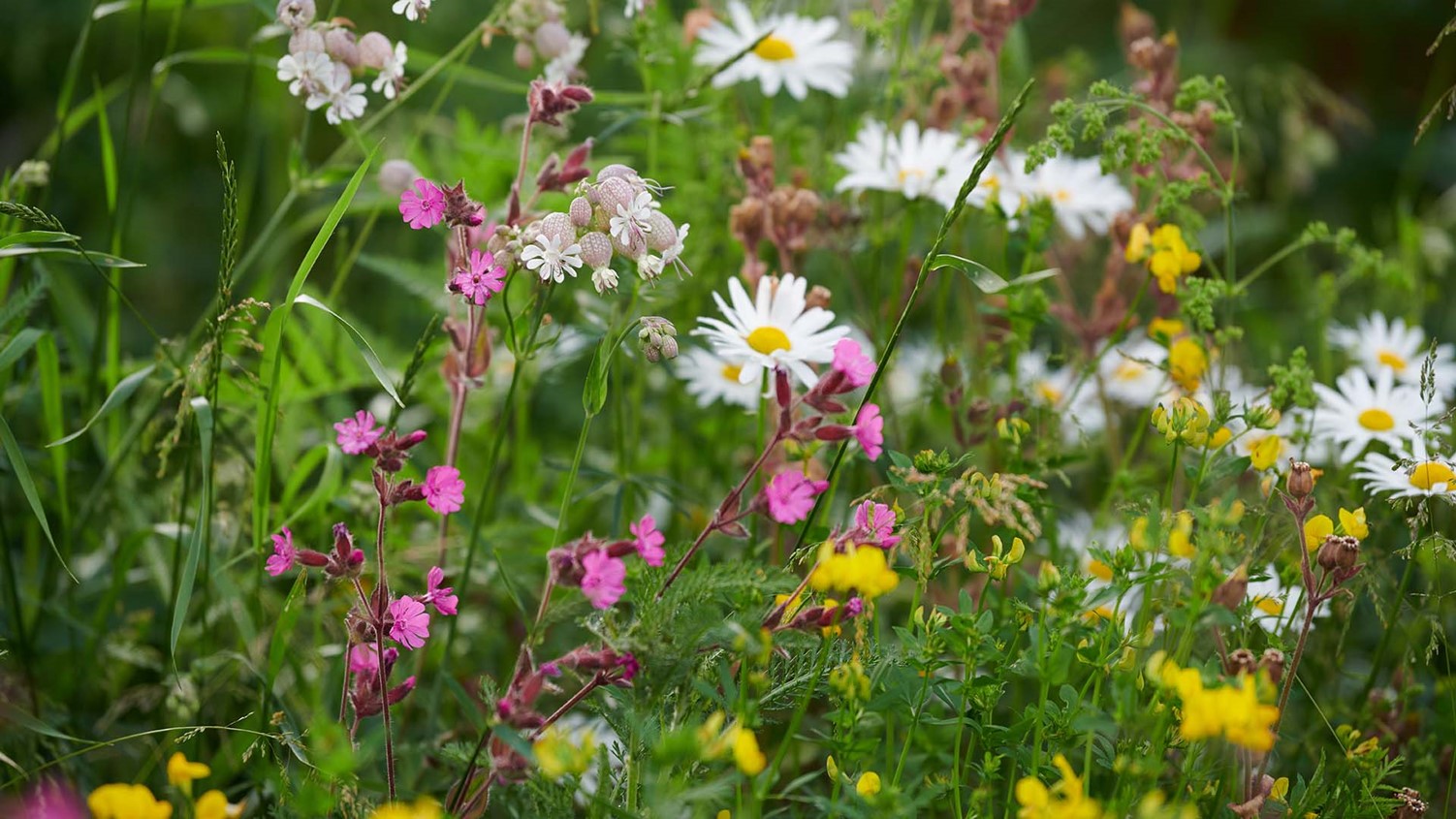 New lactic acid bacteria isolated from berries and flowers