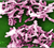 Image: CDC Public Health Image Library / Clostridium difficile 